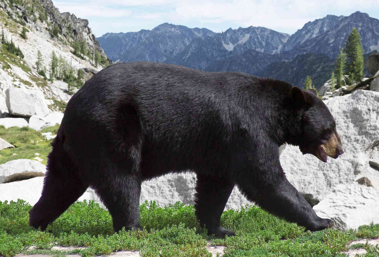 Медведь барибал умеет лазить по деревьям. Барибал Северной Америки. Гималайский белогрудый медведь. Северная Америка медведь Гризли. Американский медведь Барибал.
