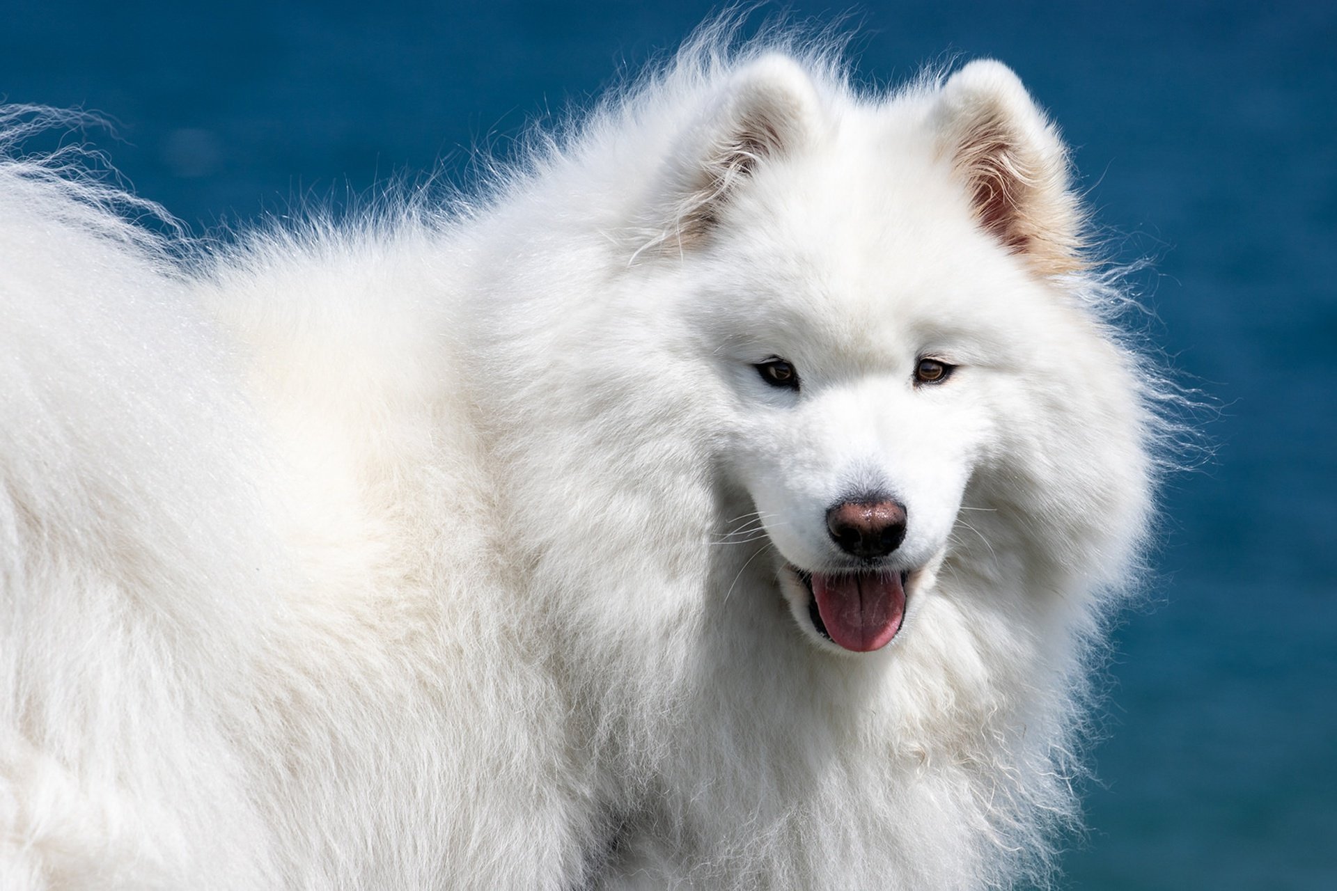 Ездовая собака с пушистой белой шерстью 6. Самоед собака. Самоедская лайка (самоед). Белая лайка самоед. Хаски самоед.