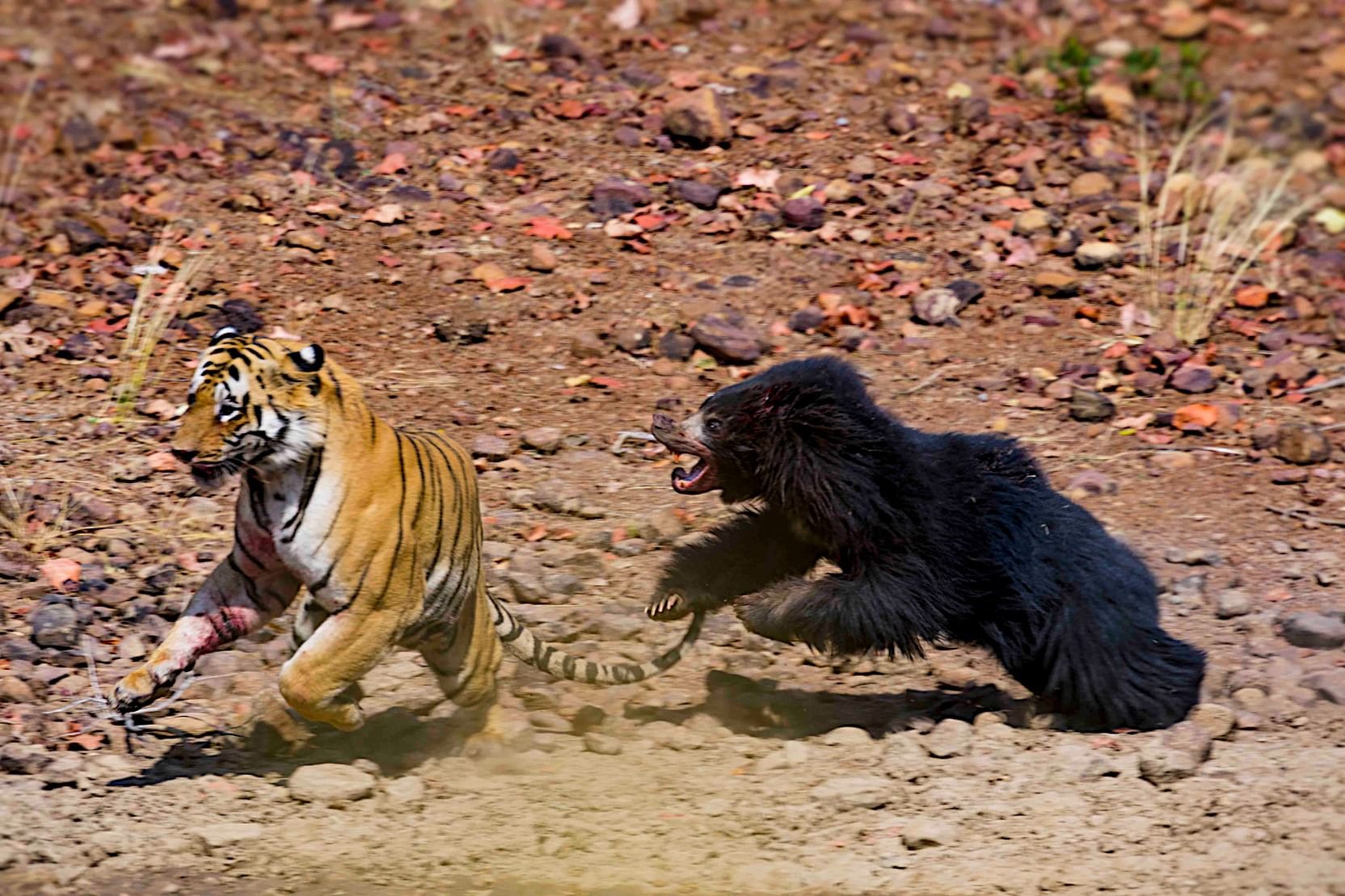 Битвы диких животных видео. Медведь против тигра битва. Медведь губач против тигра. Уссурийский тигр против медведя. Уссурийский тигр против Уссурийского медведя.