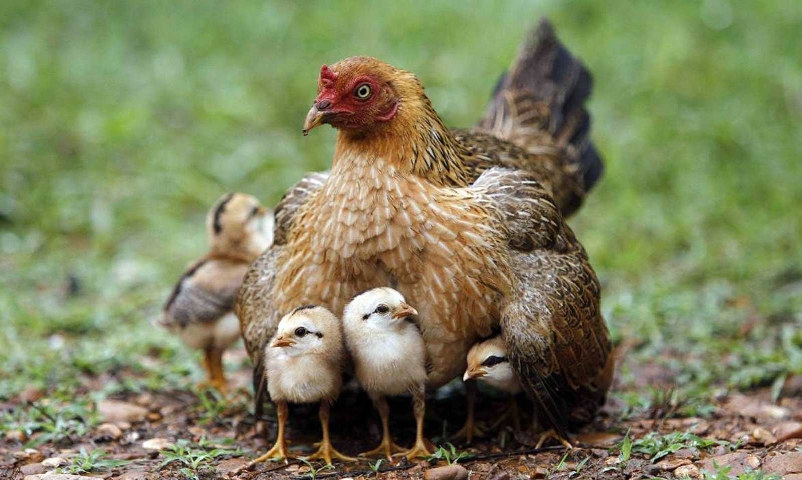 Пестрая наседка. Фазан Квочка наседка с птенцами. Курица с цыплятами. Наседка с цыплятами. Курочка с цыплятами.