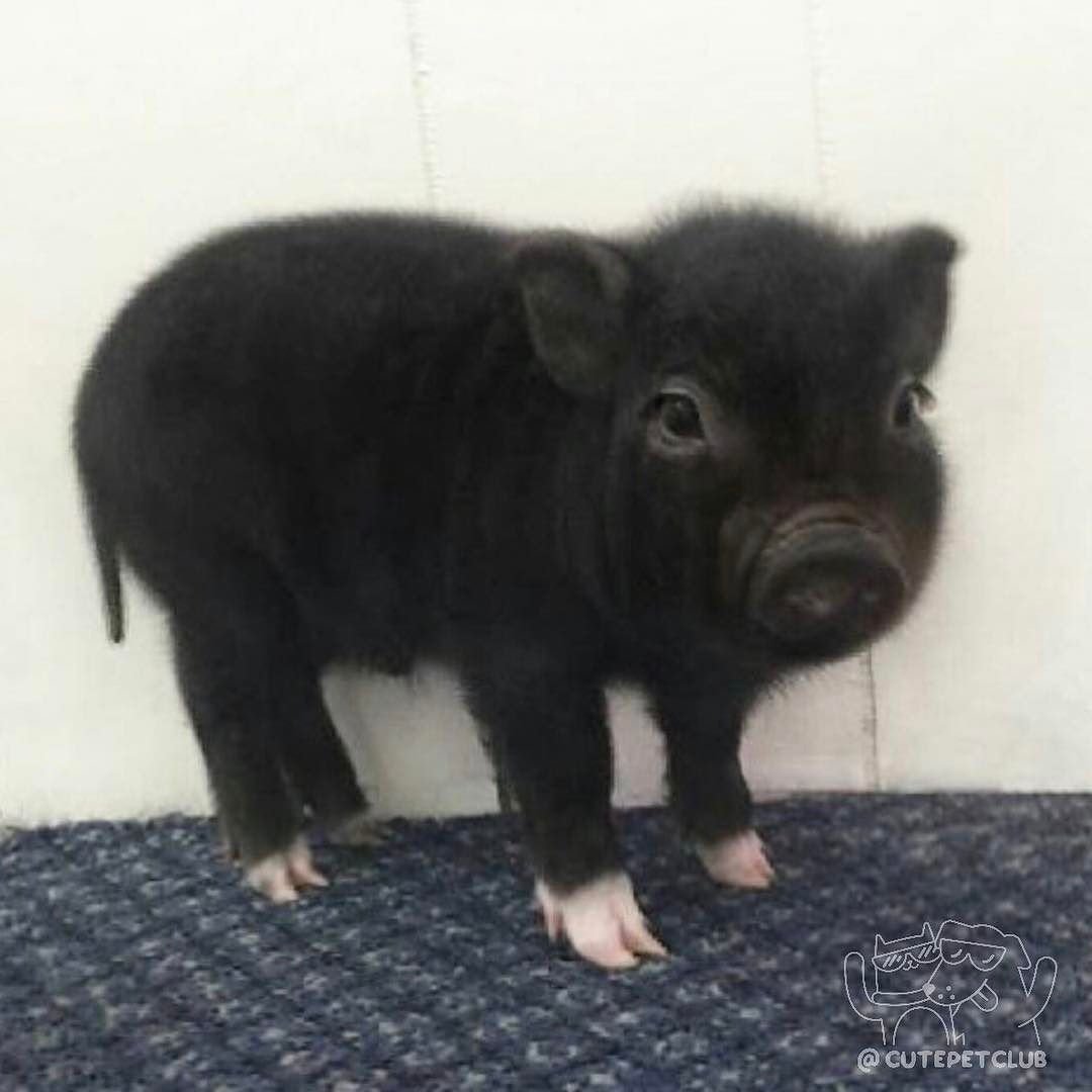 Черная Свинка мини Пиг