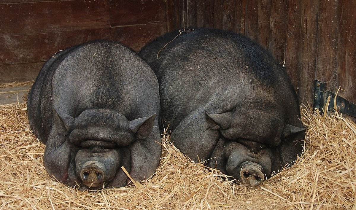 Черная вислобрюхая свинья