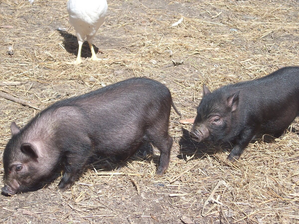 Черная вислобрюхая свинья