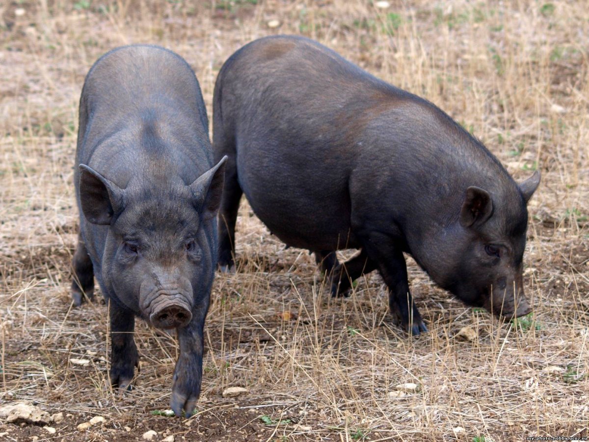 Черный поросенок