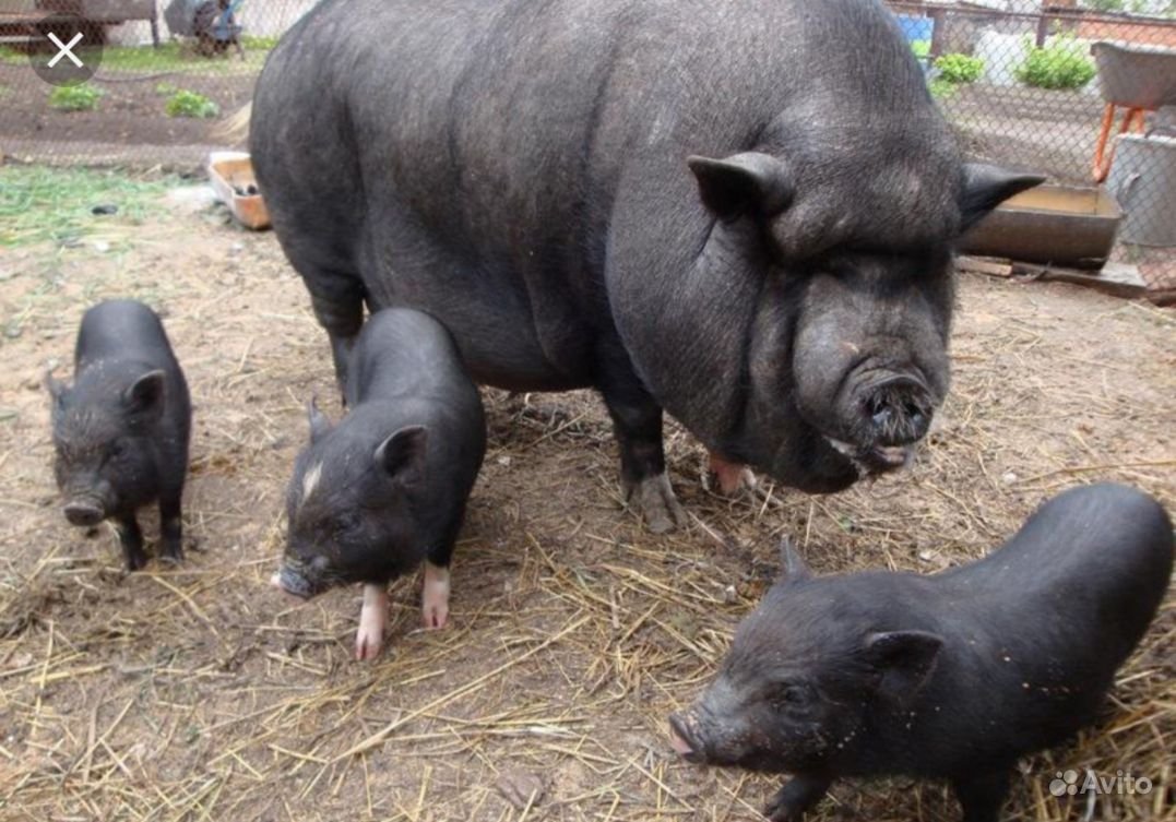 Вьетнамский вислобрюхий поросенок