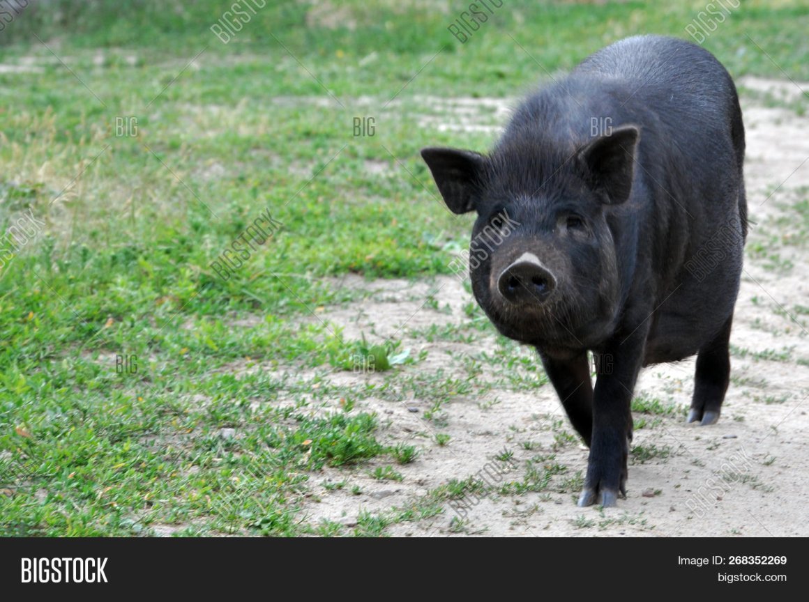 Декоративные черные поросята