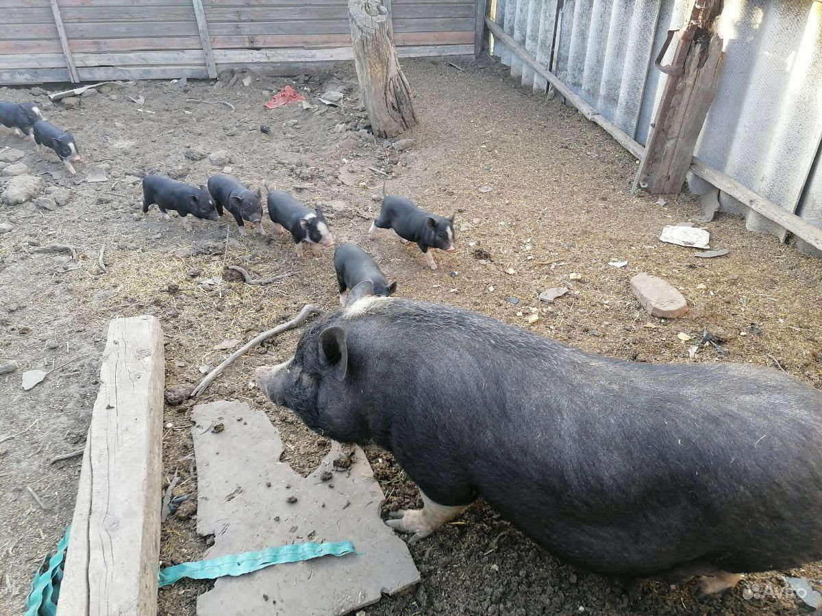 Вьетнамская вислобрюхая собачка