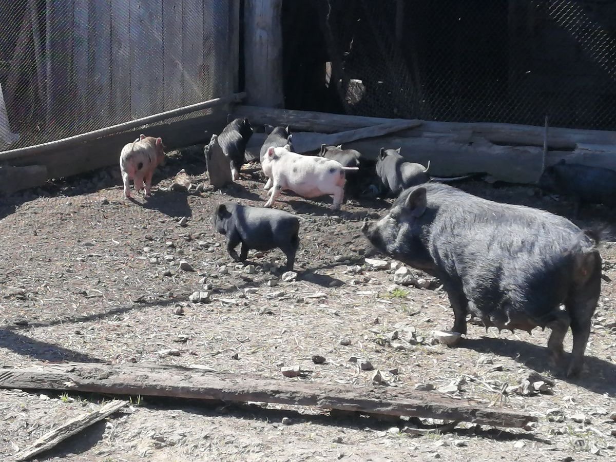 13 Медведей Вьетнамская вислобрюхая свинья и енот