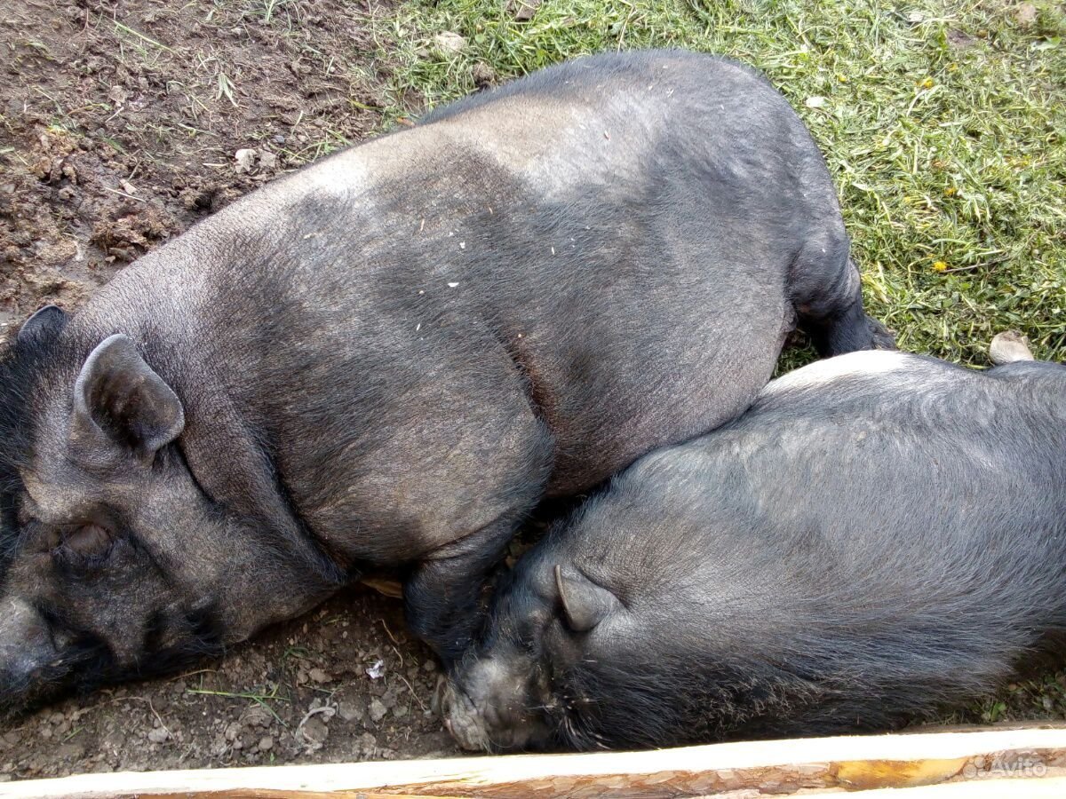 Бронированная свинья