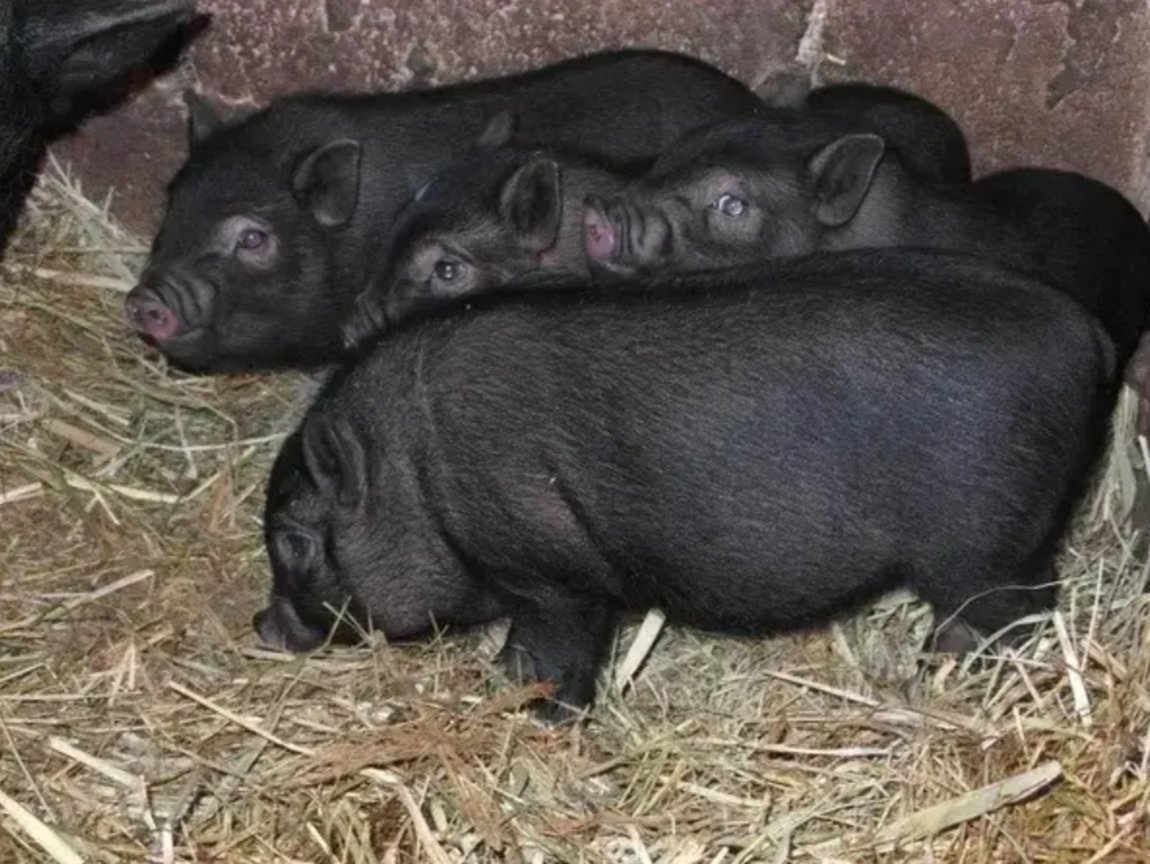 Вьетнамские вислобрюхие поросята 2 месяца