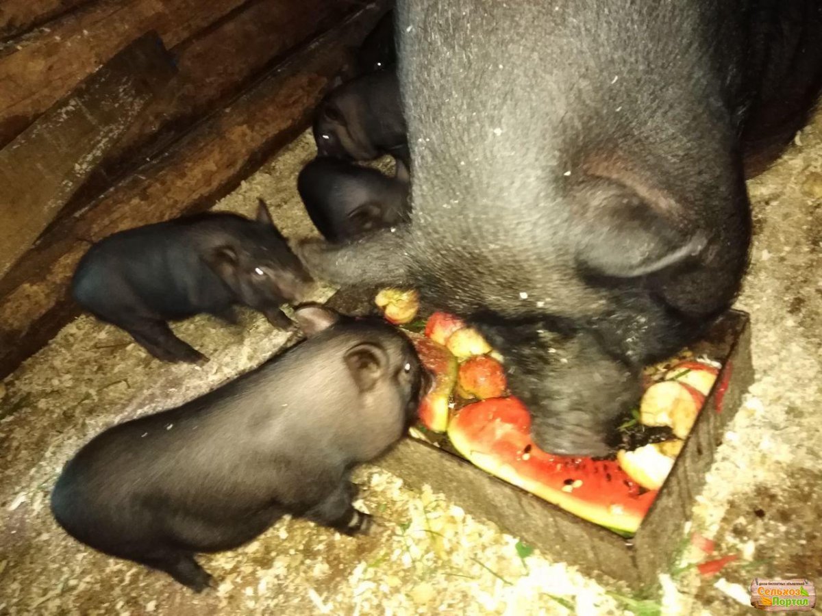 Вьетнамский вислобрюхий поросенок