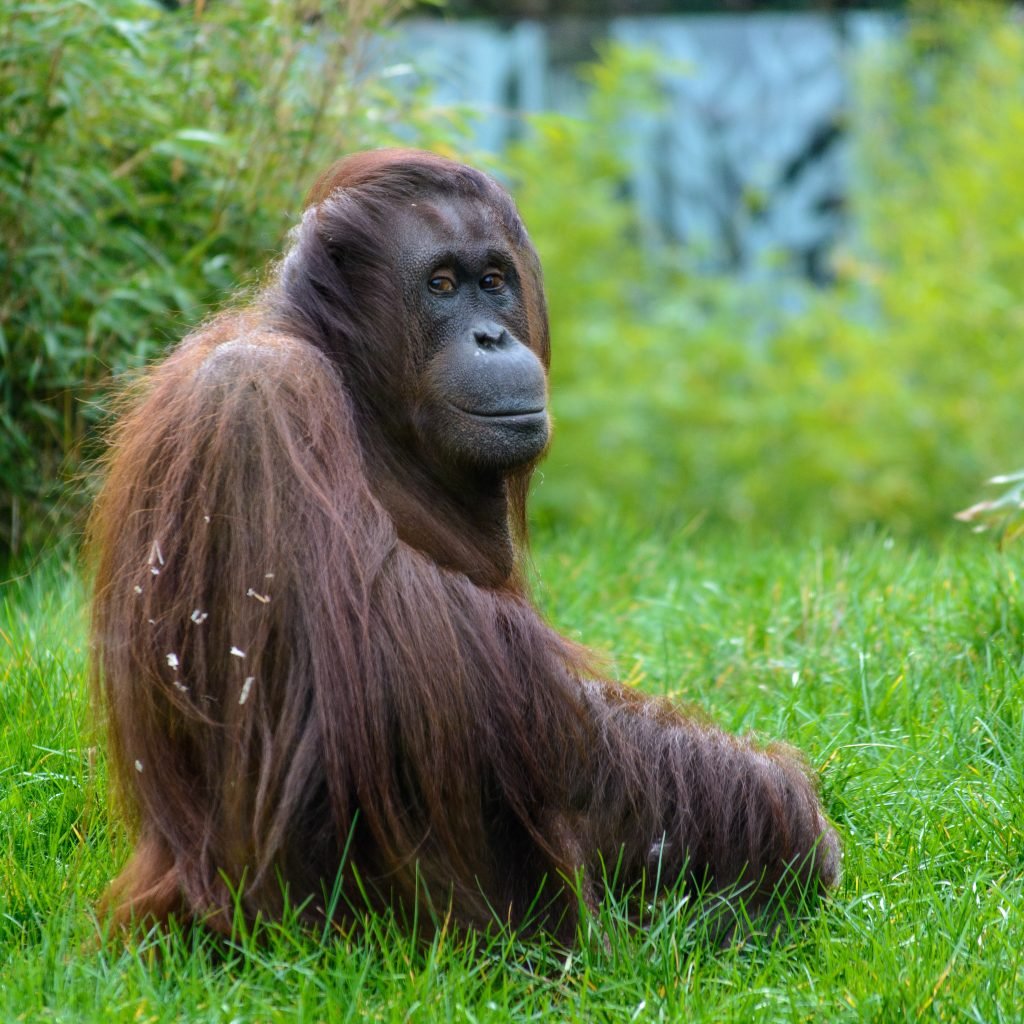 Обезьяна с длинными волосами
