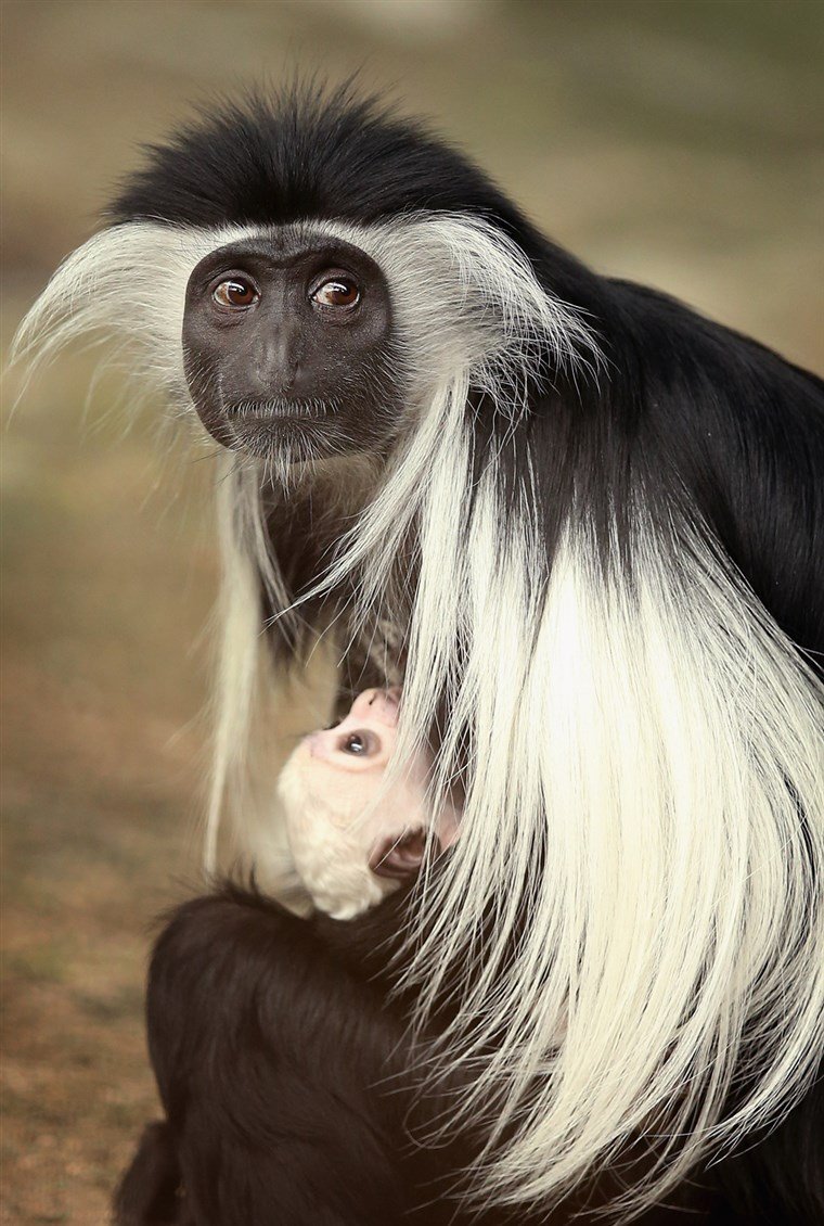 Ангольский колобус