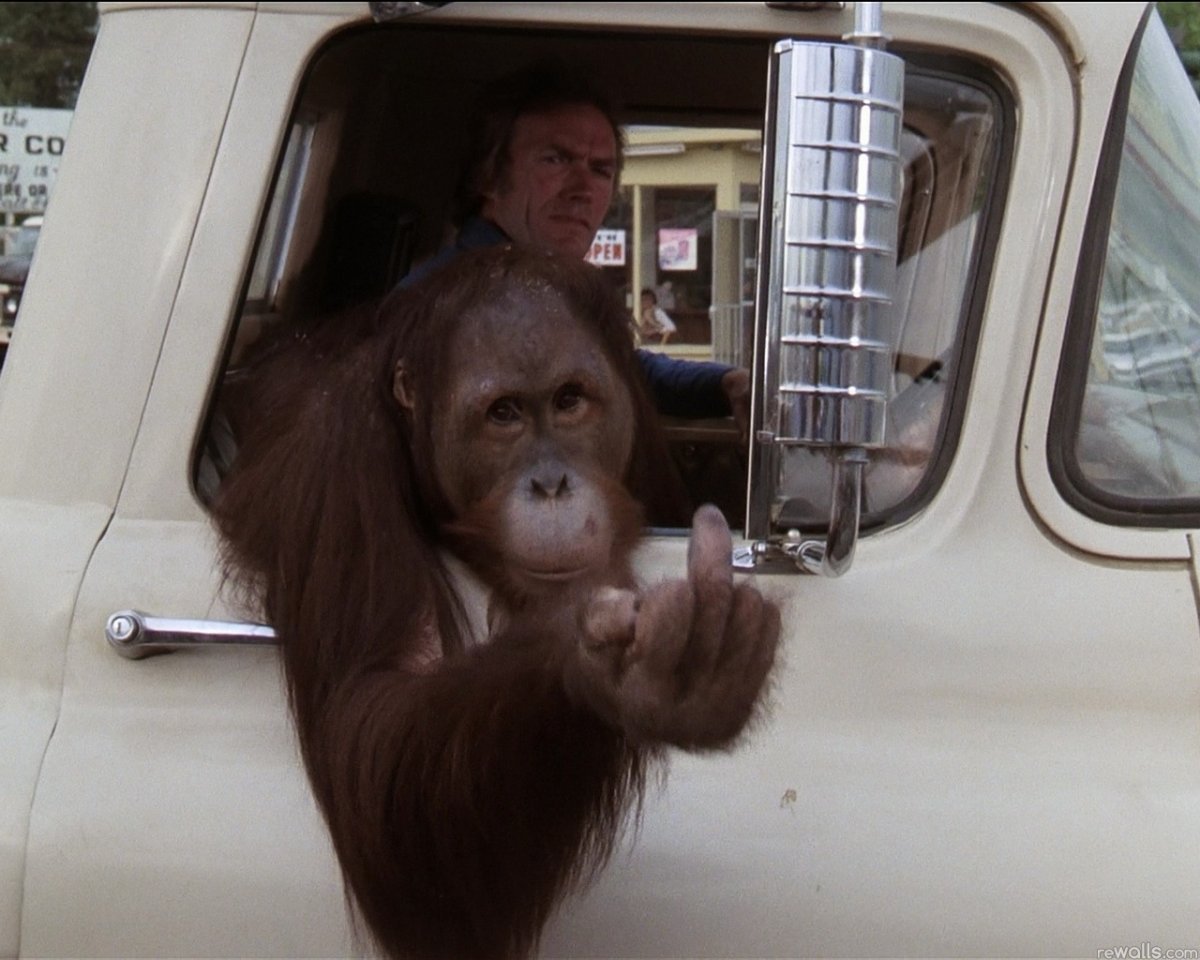 Обезьяна за рулем