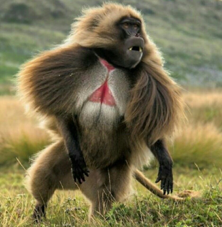 Бабуин Гелада