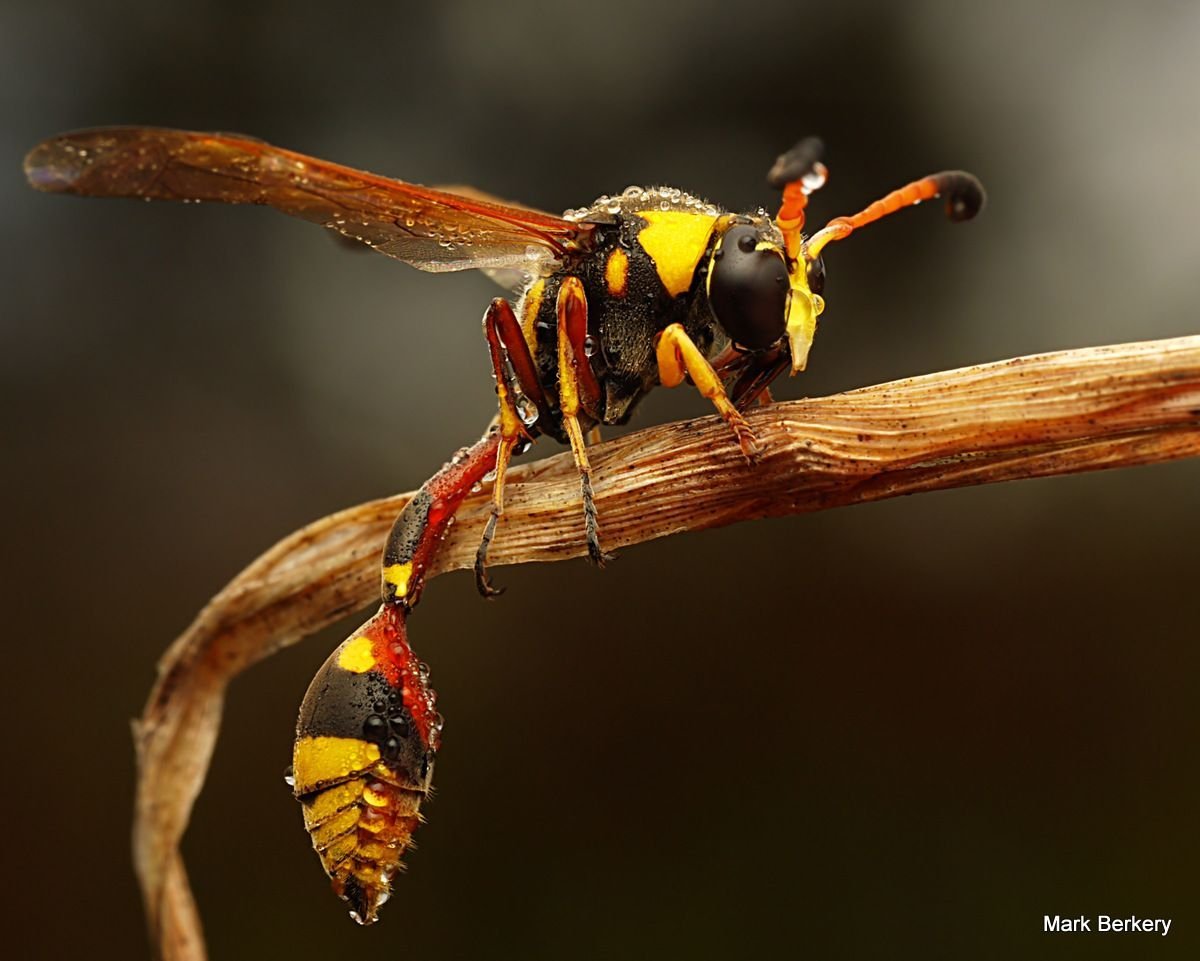 Поттер Васп