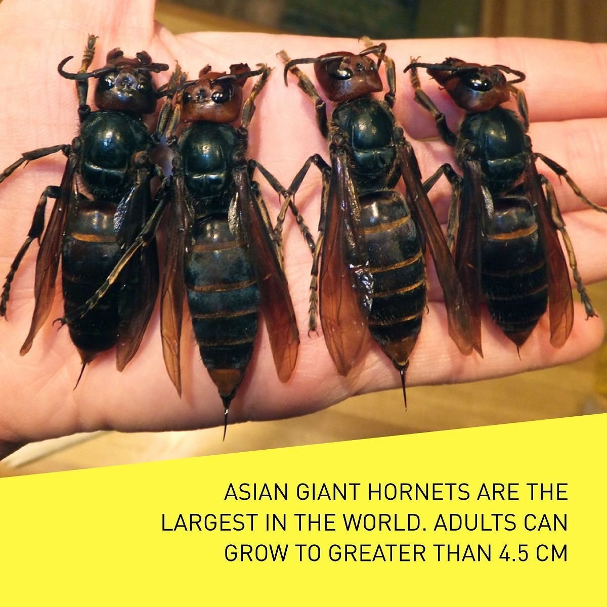 Самый большой Шершень в мире