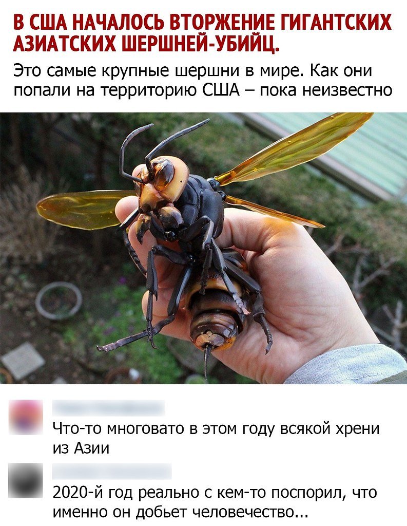 Гигантская Оса