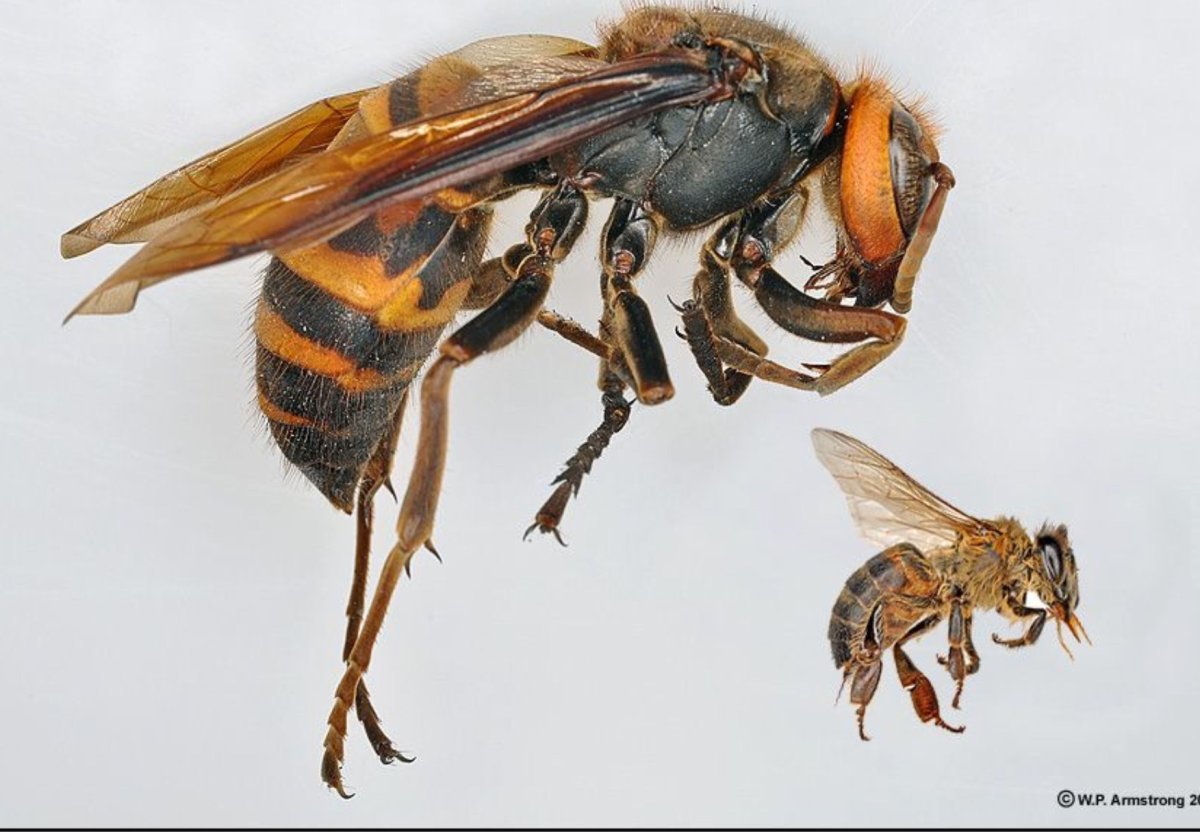 Гигантский азиатский Шершень