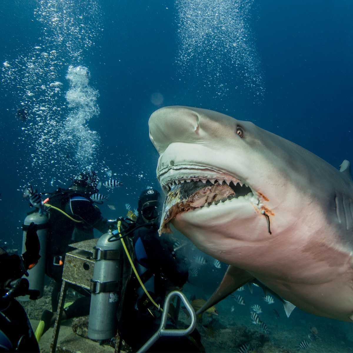 Белая акула людоед кархародон