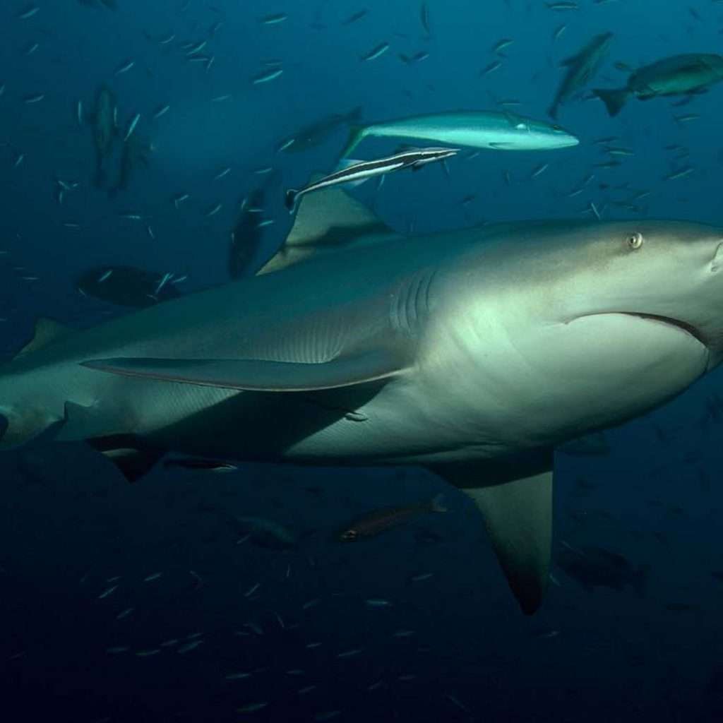 Бычья акула