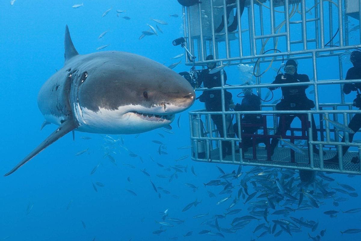 Тур с акулами в клетке