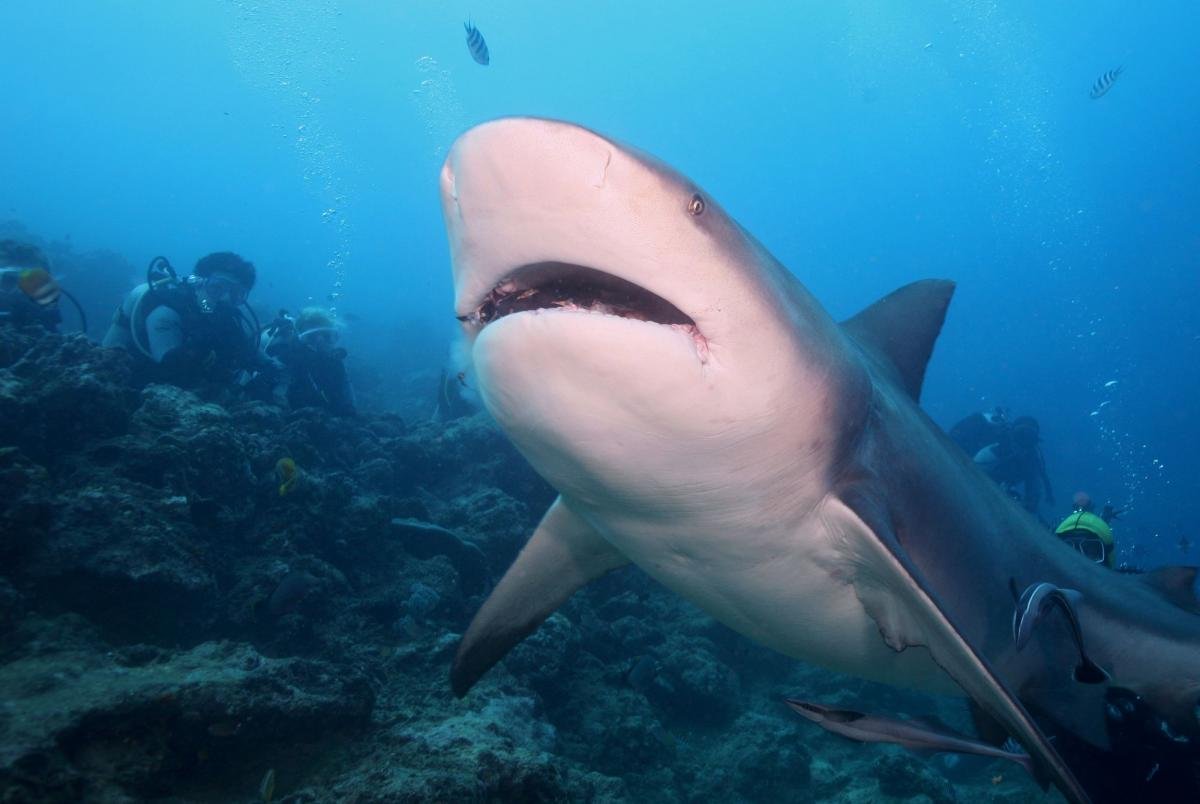 Акула Замбези фото