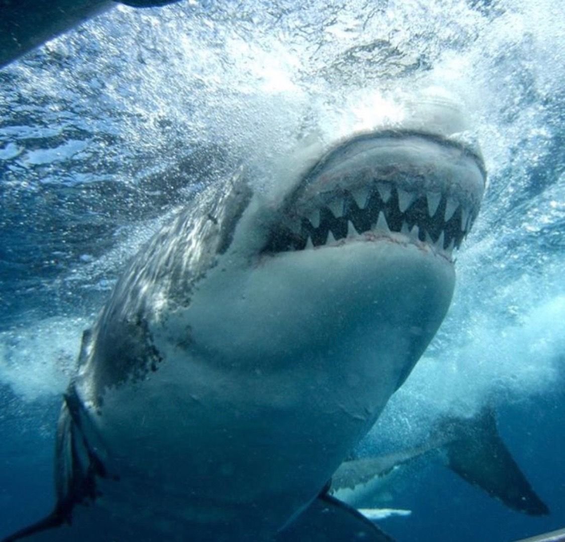 Плавание с белой акулой