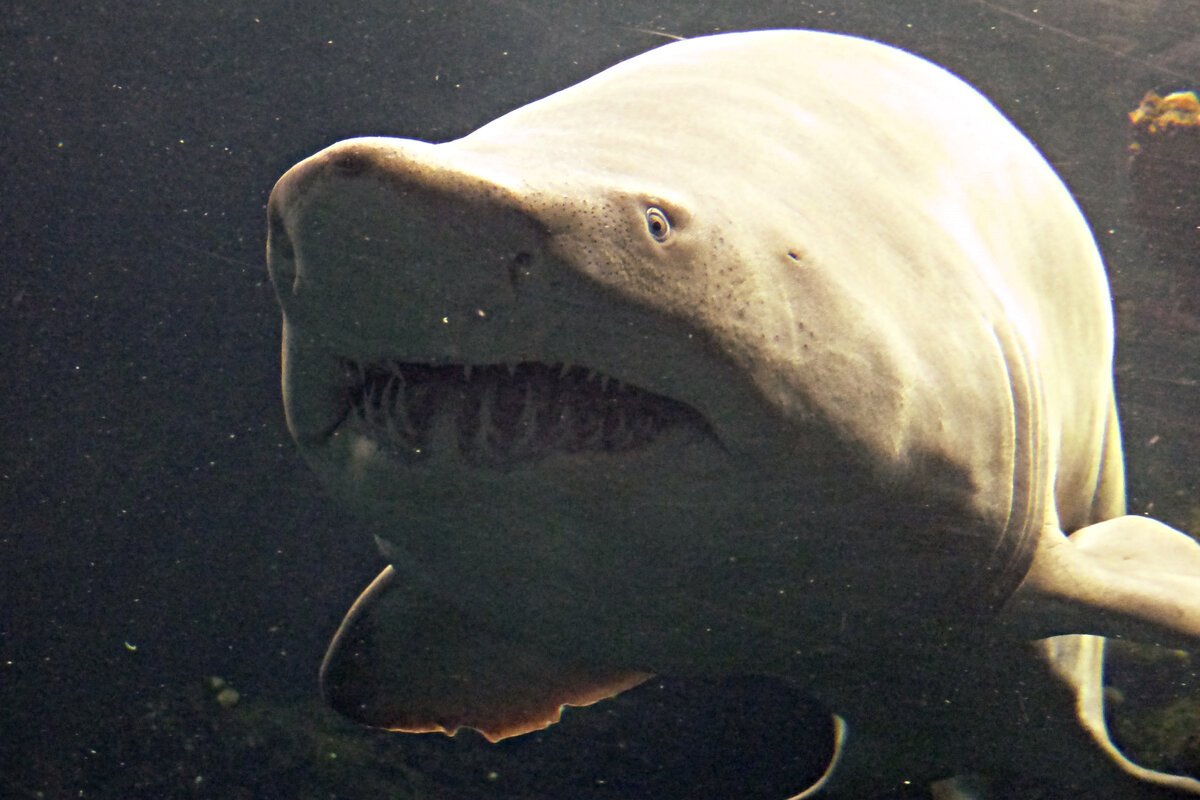 Акула бык гигантская