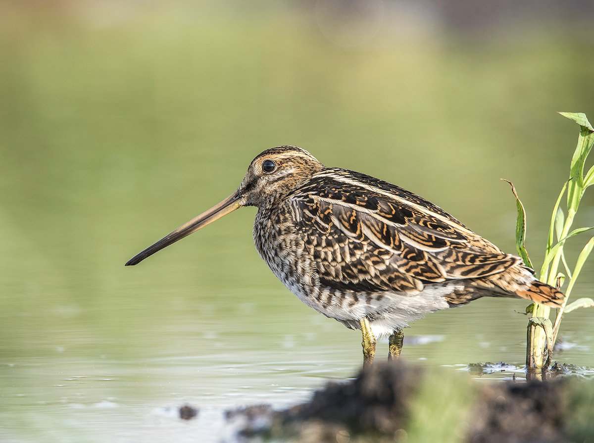 Бекас Долгонос