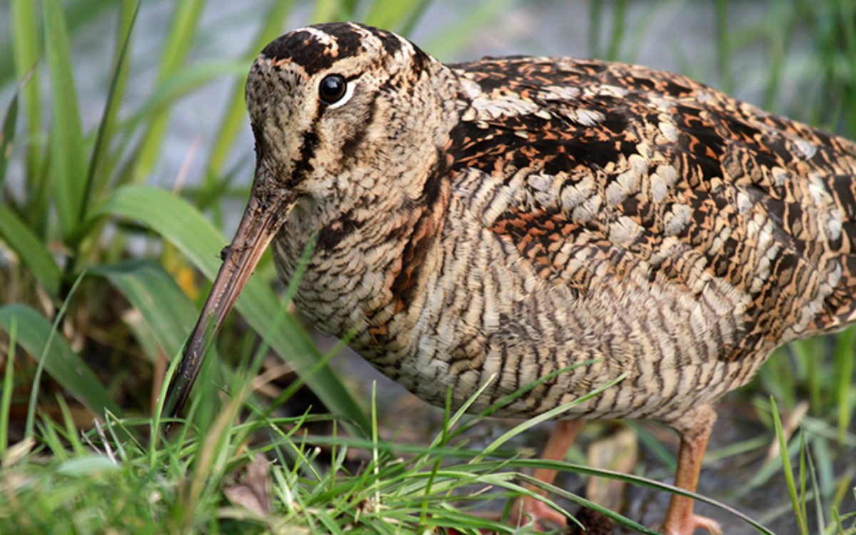Вальдшнеп птица
