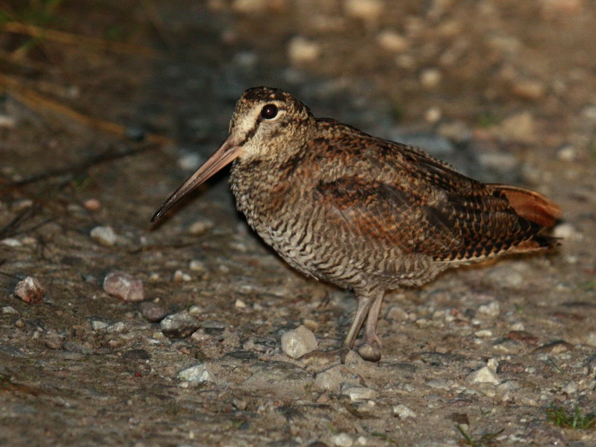 Болотный вальдшнеп