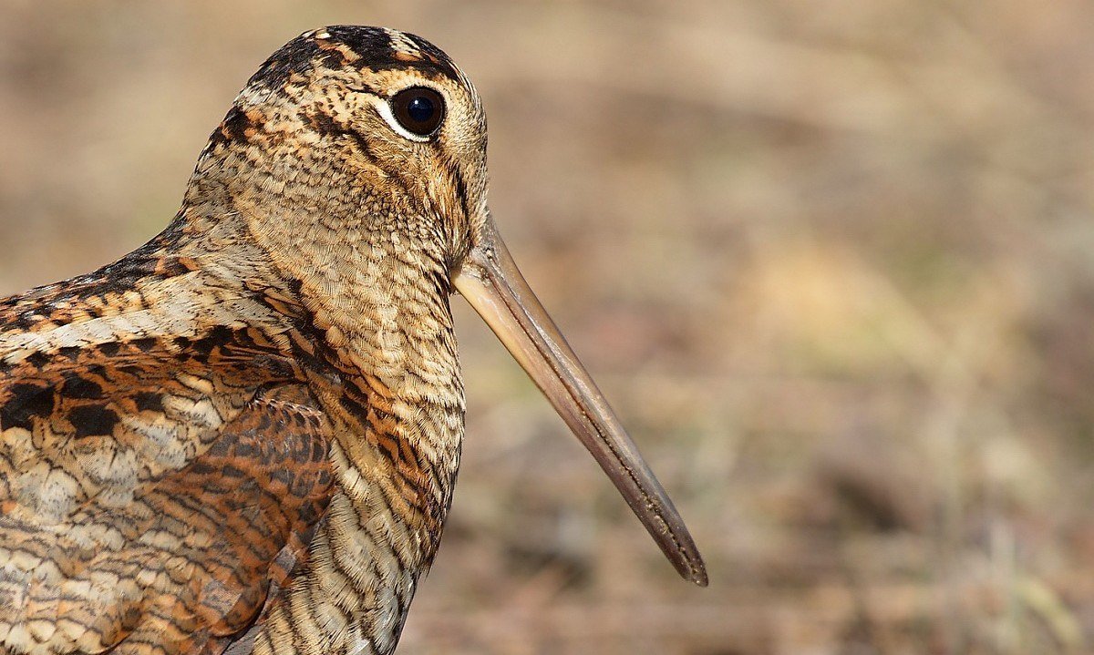 Птица крехтун фото