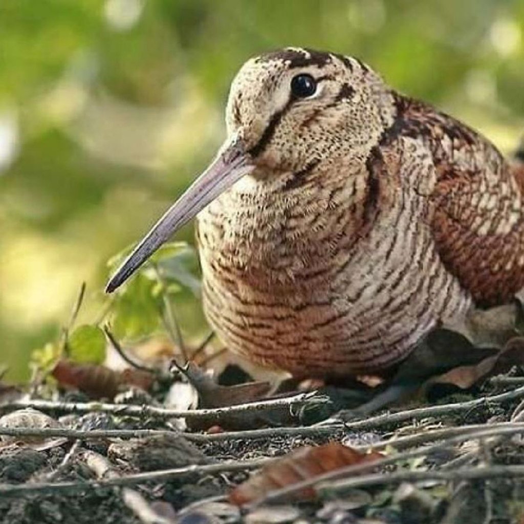 Болотный вальдшнеп