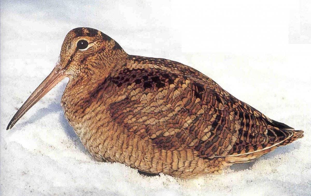 Американский вальдшнеп