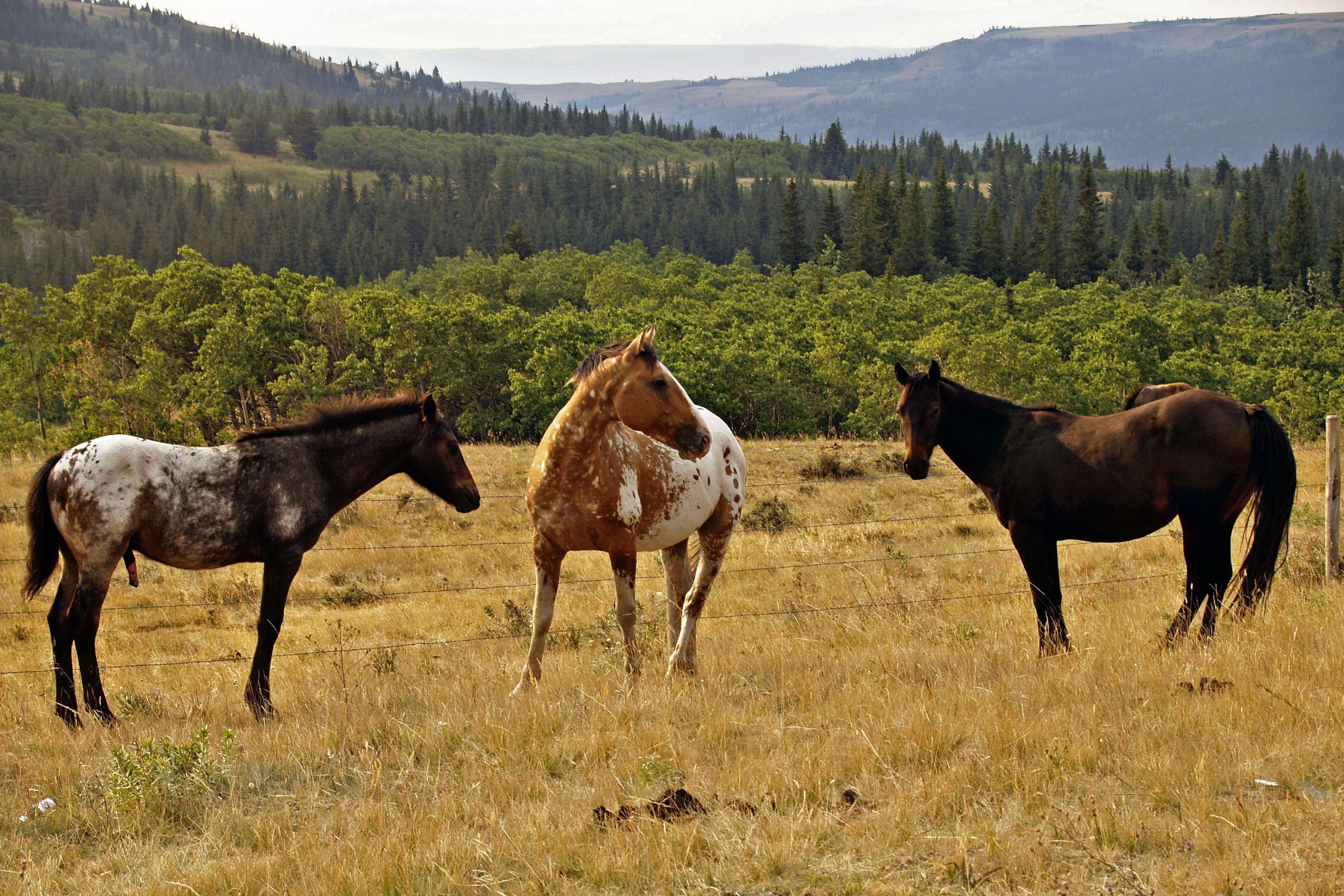 Собака 3 лошадь 5. Штат Монтана Мустанги. Штат Монтана скот. Дикие лошади в природе. Лошадь пасется.