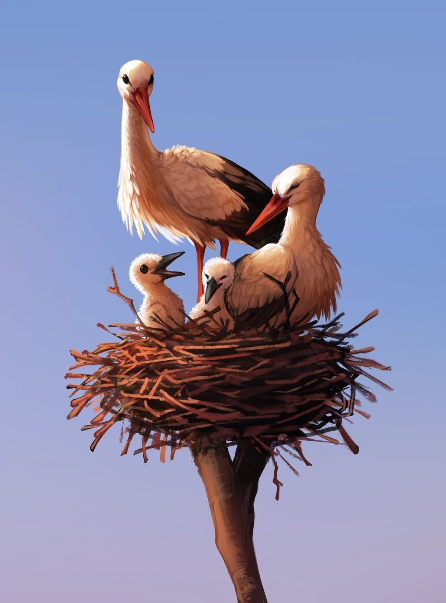 Птенец аиста