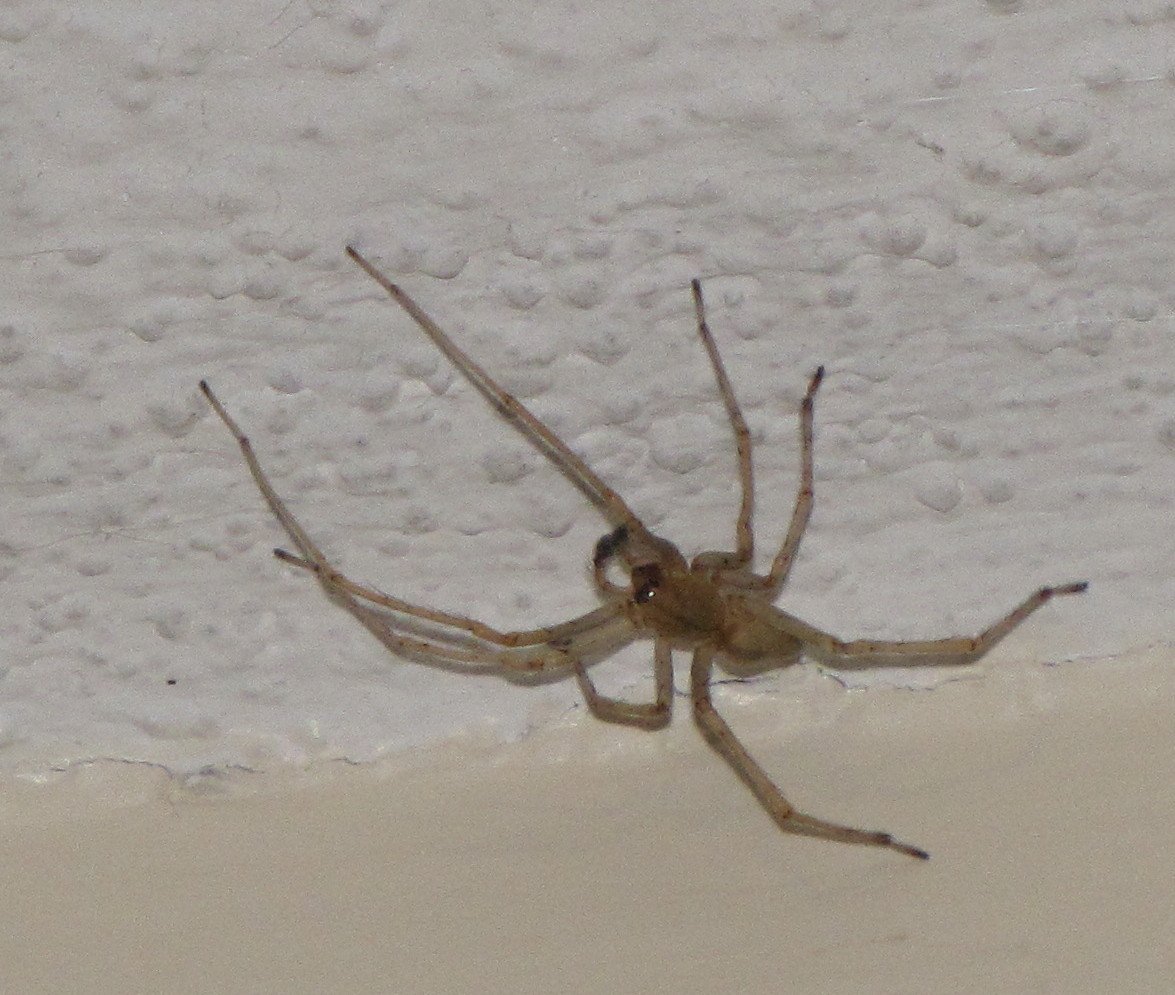 Паук хейракантиум белый