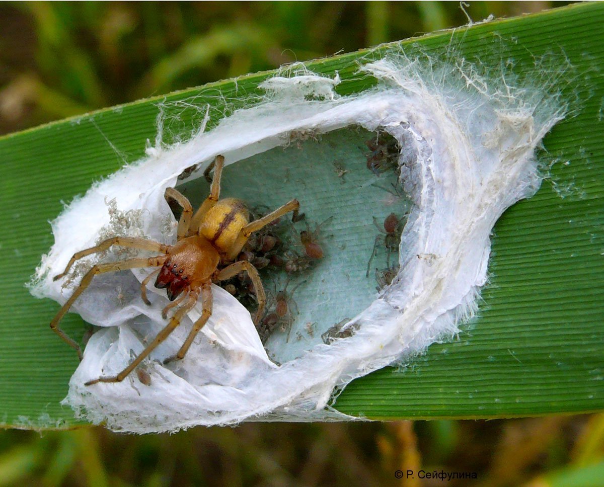 Паук Cheiracanthium erraticum