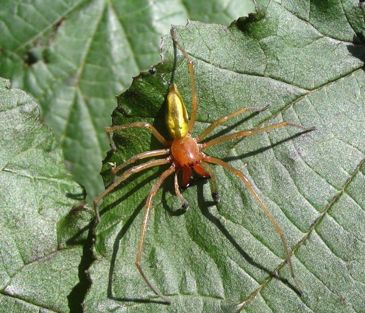 Паук Cheiracanthium punctorium