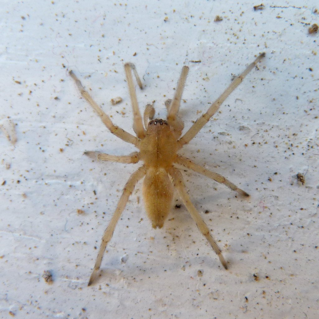 Cheiracanthium mildei