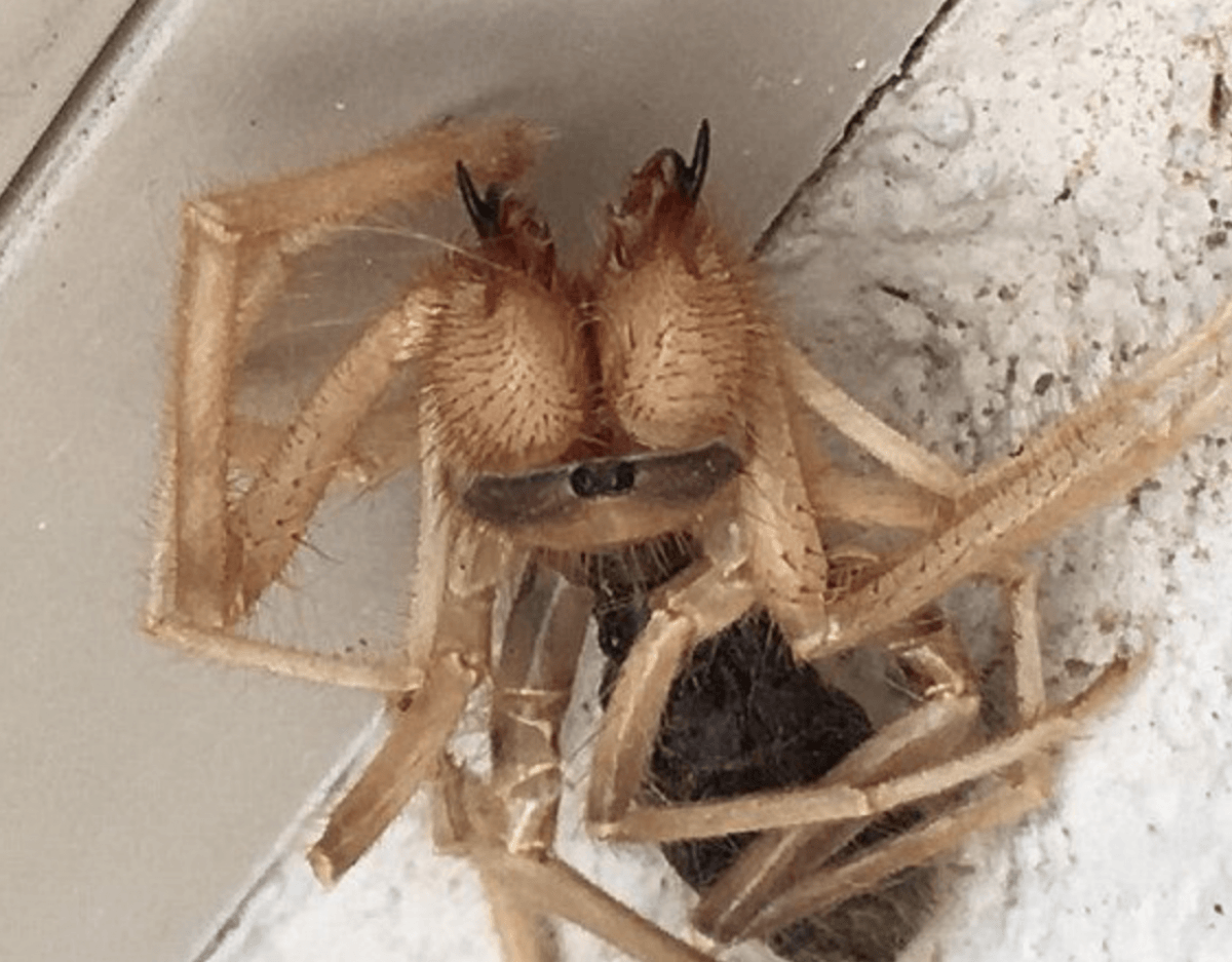 Гибрид паука и скорпиона
