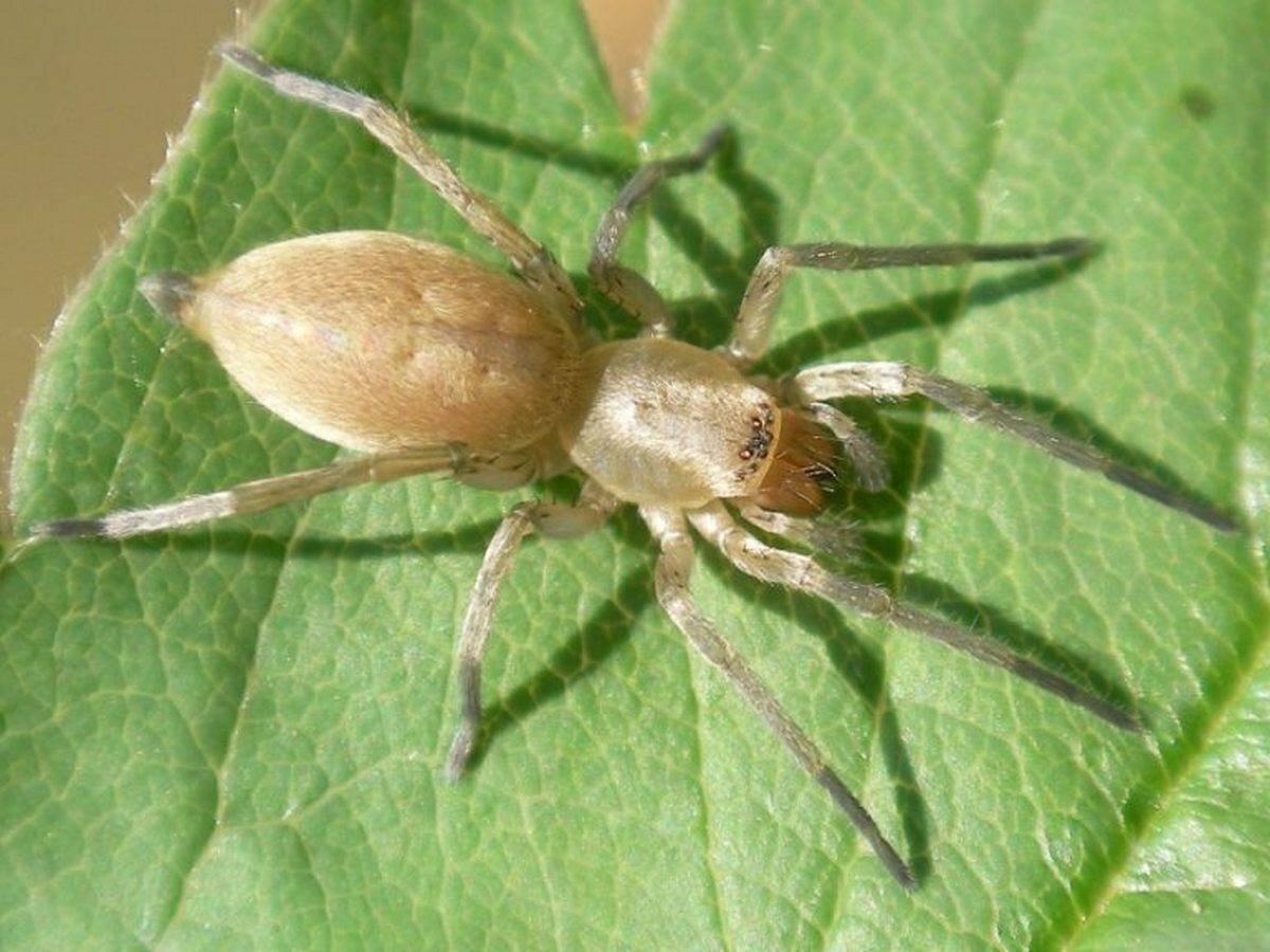 Cheiracanthium punctorium