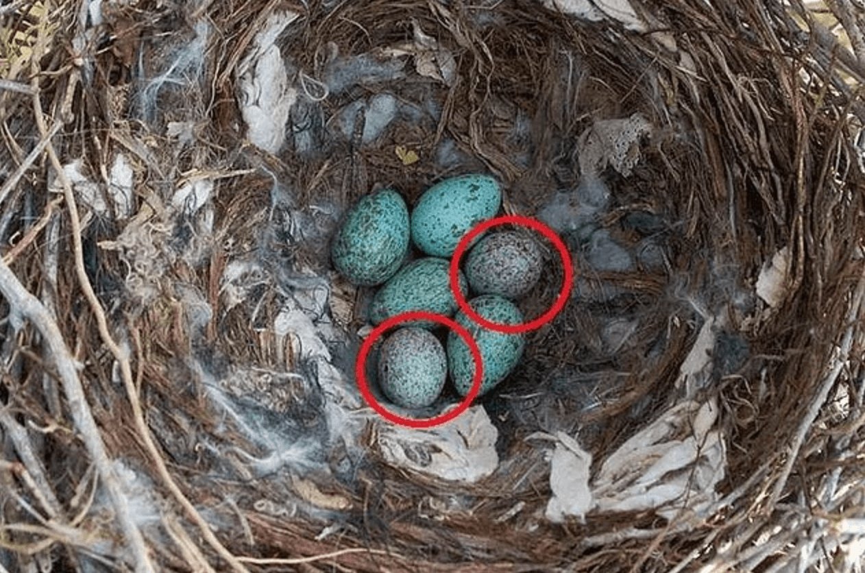 Где высиживают яйца. Гнездо шпорцевой кукушки. Яйца кукушки. Гнездо вьюрка. Яйца кукушки в чужом гнезде.