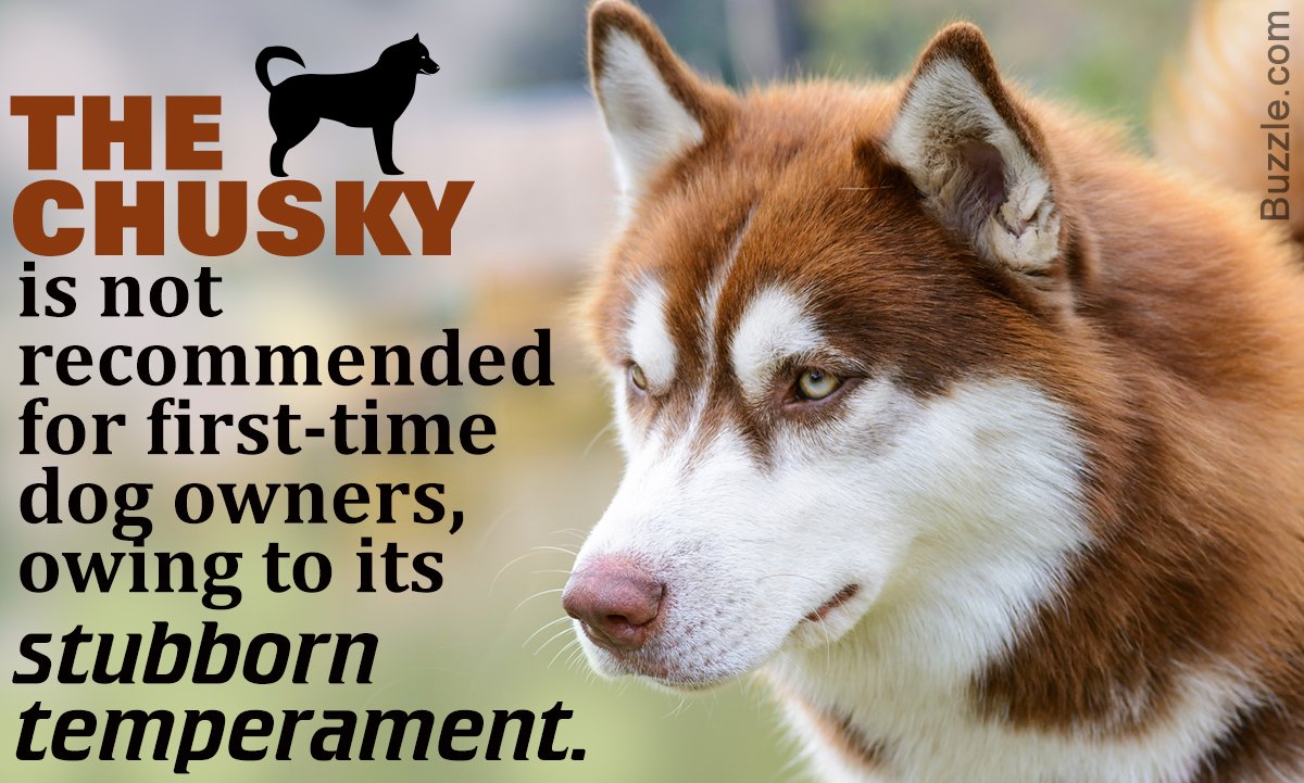 Маленький щенок хаски рыжий