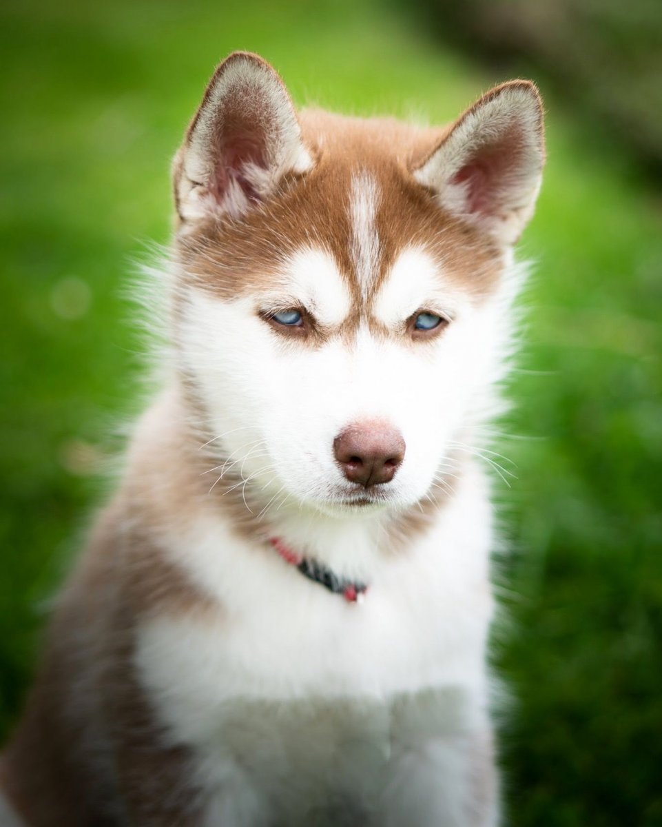 Сибирский хаски рыжий