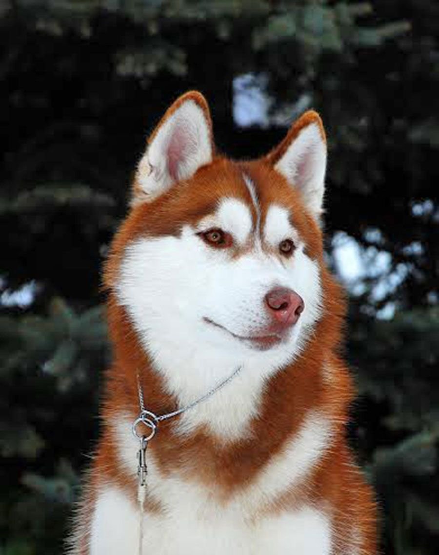 Хаски рыжая