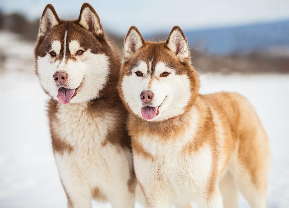 Сибирский хаски рыжий