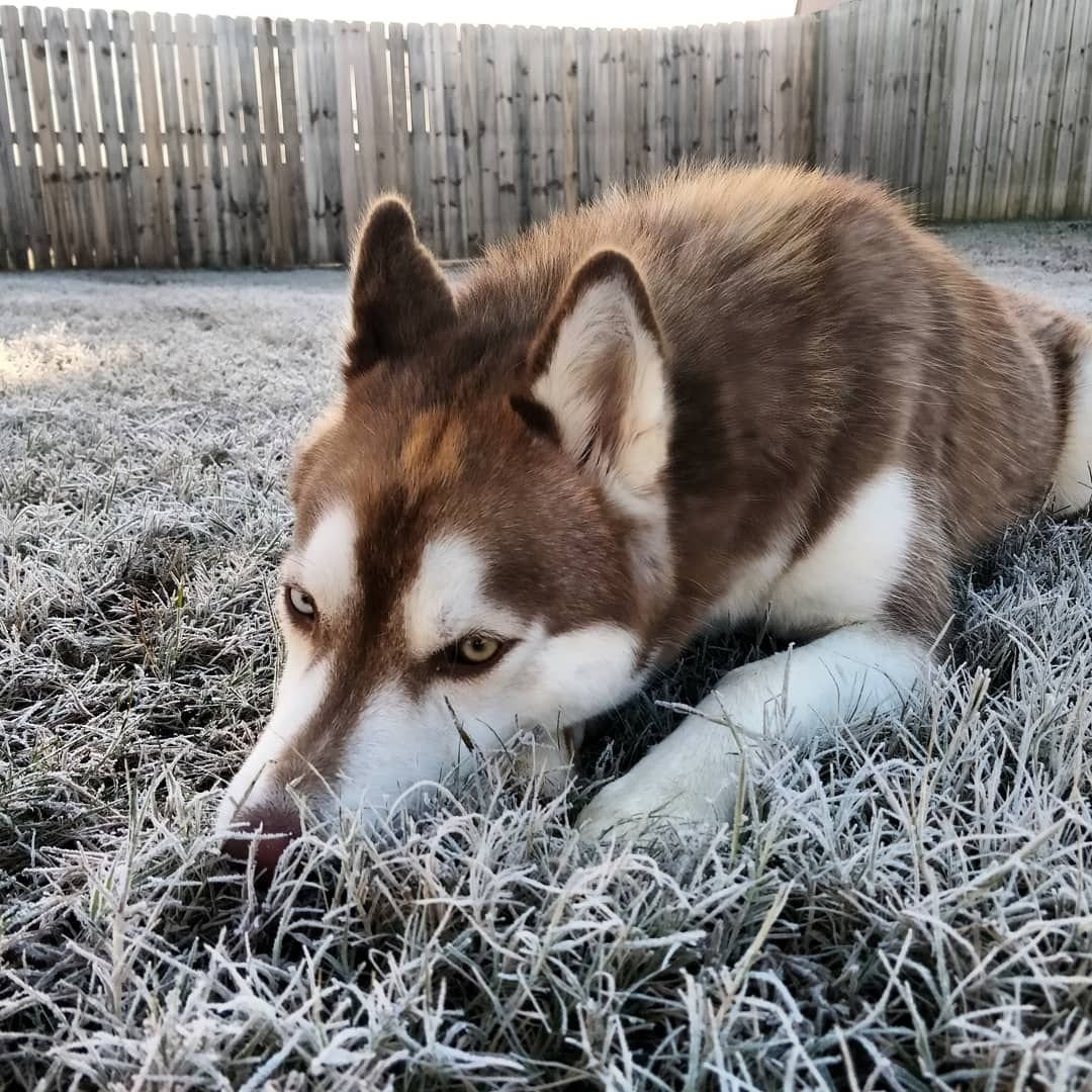 Хаски сохры