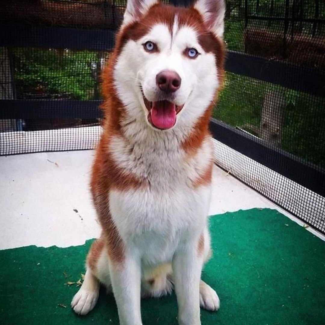 Хаски собака рыжая